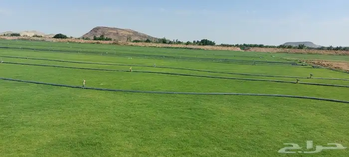 ثيل طبيعي نجيله طبيعي 0