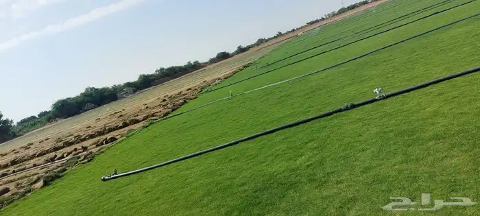 ثيل طبيعي نجيله طبيعي 3