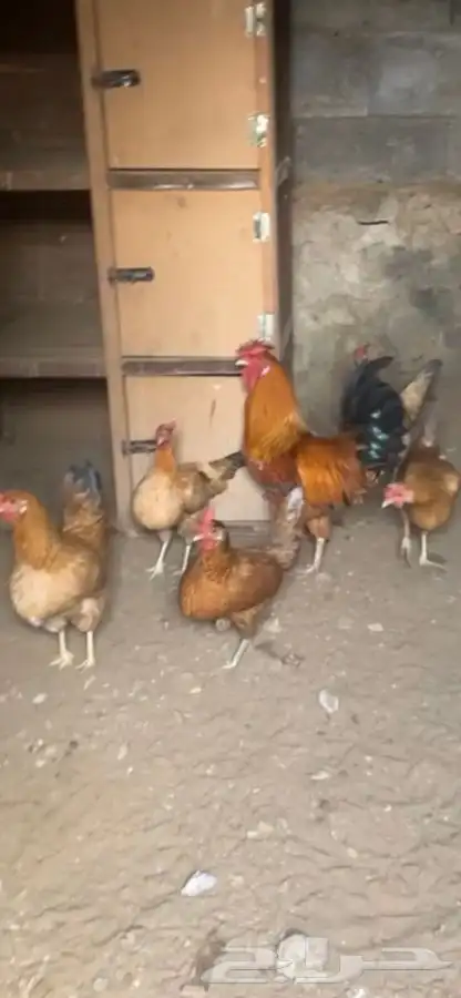 طقم هجين باكستاني مع بلدي فاخره 0