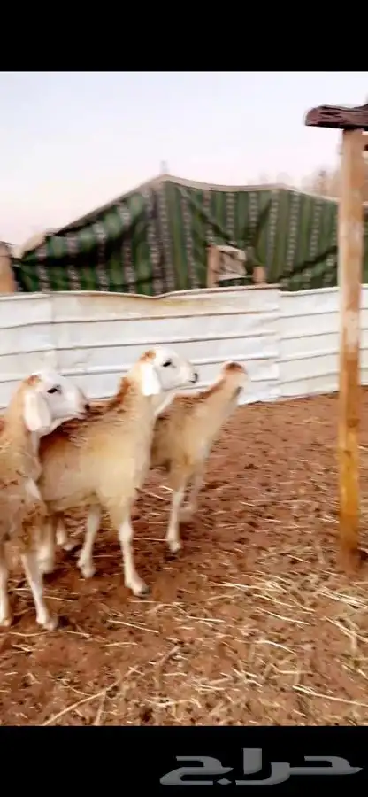 سواكني ذبايح تربيه سبع شهور واكثرفللل شحم مع الصلخ والتوصيل 4