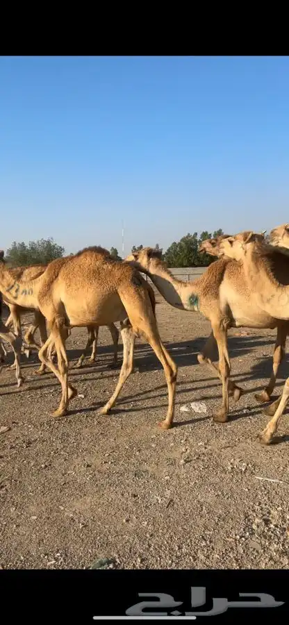 قعدان مستورده 5