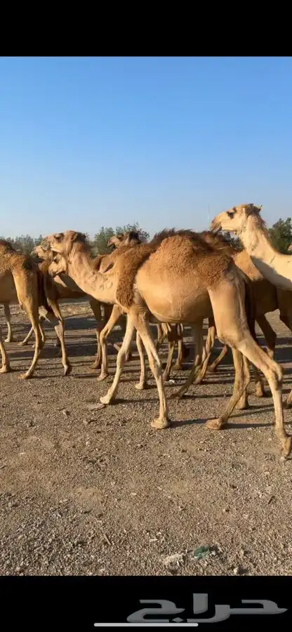قعدان مستورده 0