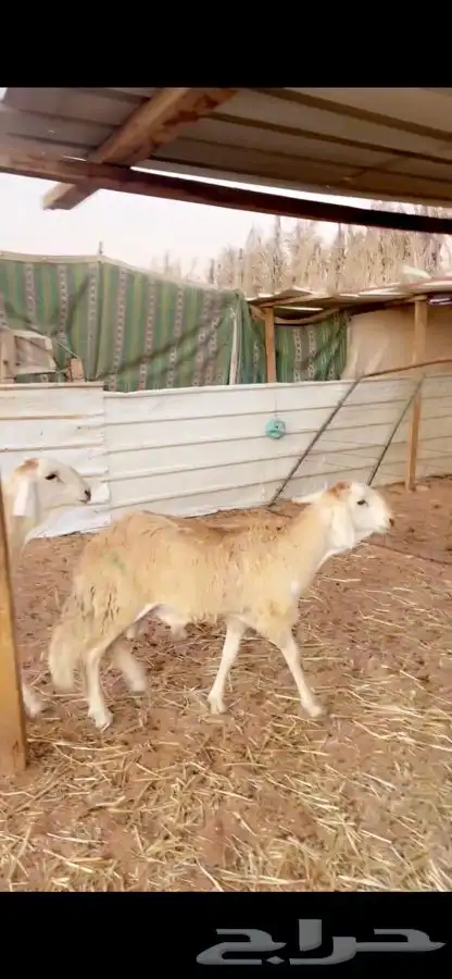 سواكني ذبايح تربيه سبع شهور واكثرفللل شحم مع الصلخ والتوصيل 3