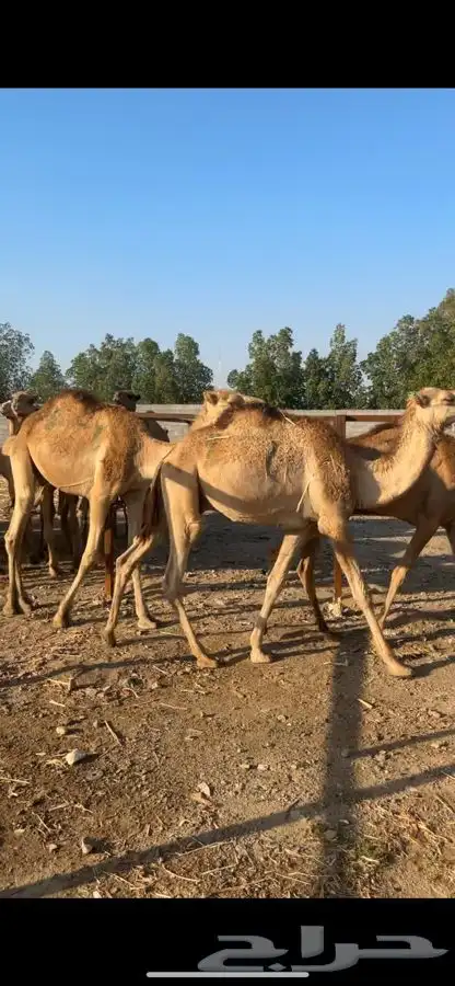 قعدان مستورده 3