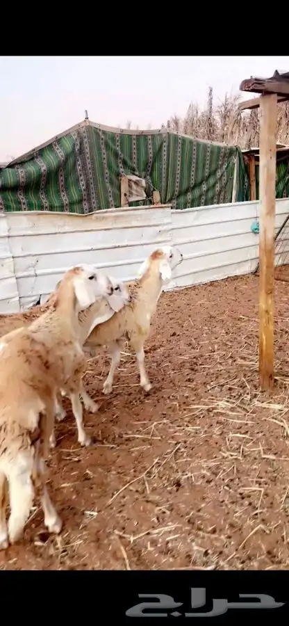 سواكني ذبايح تربيه سبع شهور واكثرفللل شحم مع الصلخ والتوصيل 6