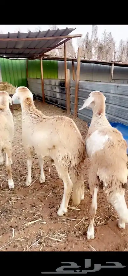 سواكني ذبايح تربيه سبع شهور واكثرفللل شحم مع الصلخ والتوصيل 5