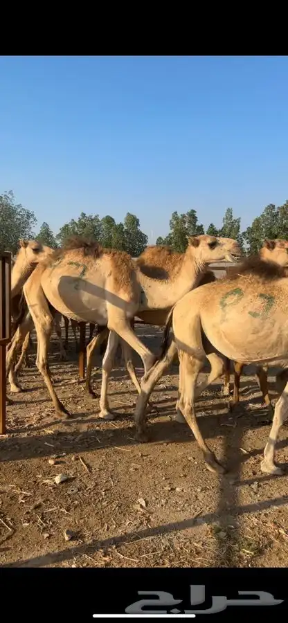 قعدان مستورده 4
