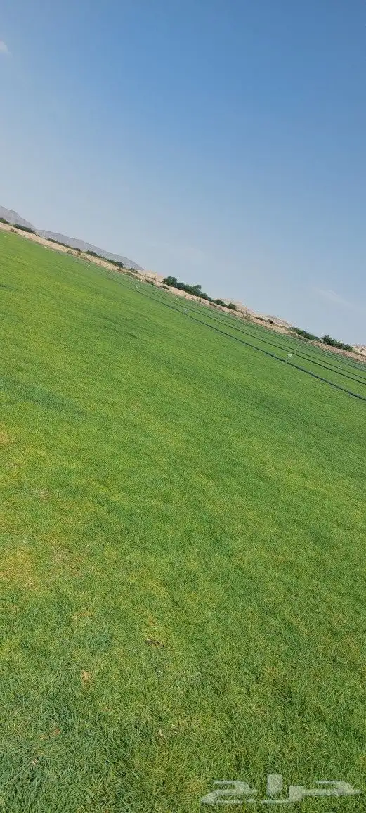 ثيل طبيعي نجيله طبيعي 1