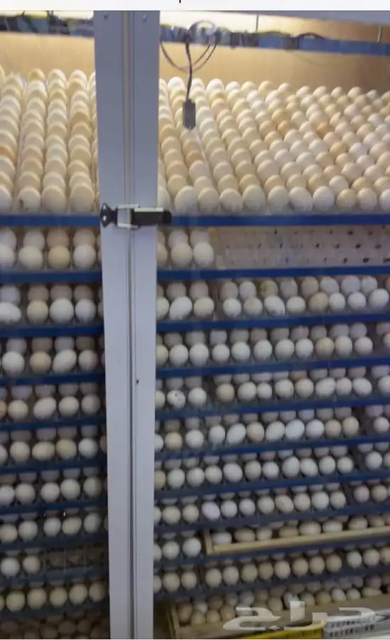 فقاسات الياسريه بنضام التبريد 8