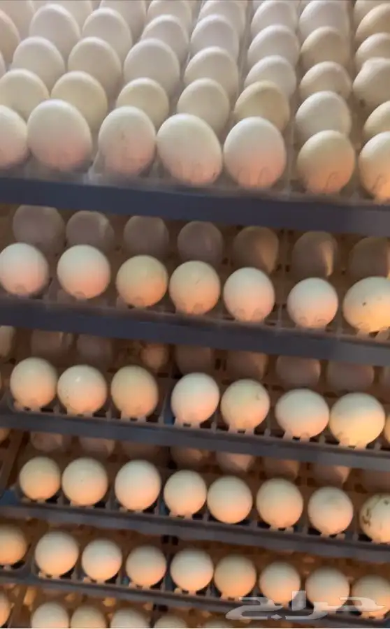 فقاسات الياسريه بنضام التبريد 5