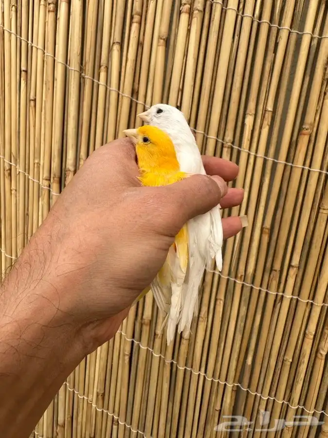 جوز كناري تم البيع 1