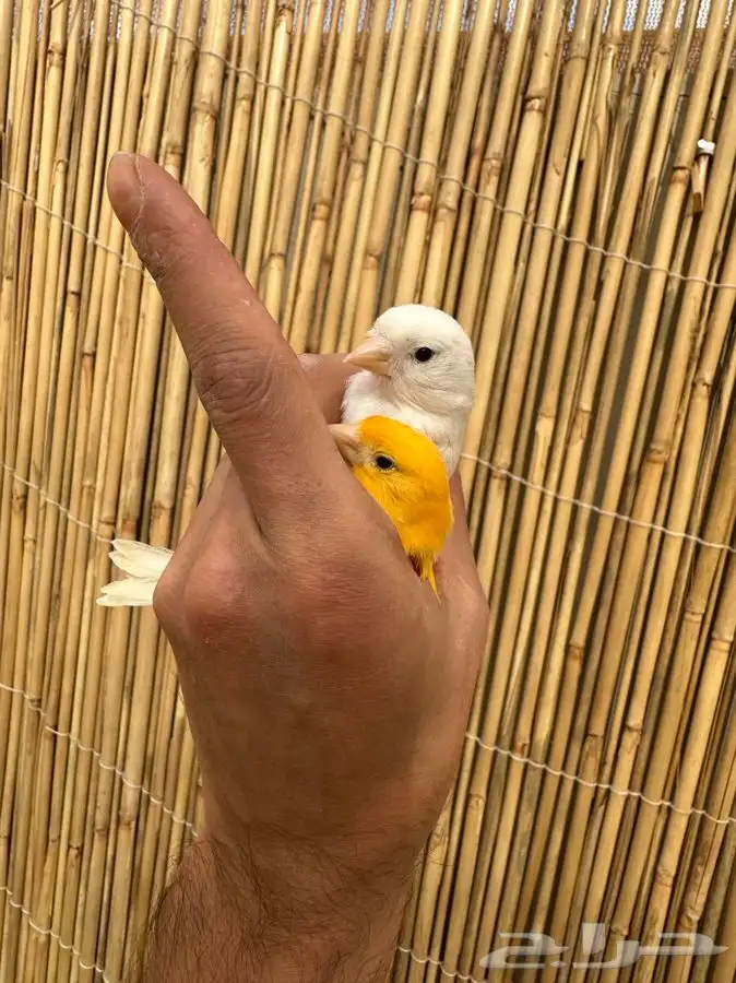 جوز كناري تم البيع 2