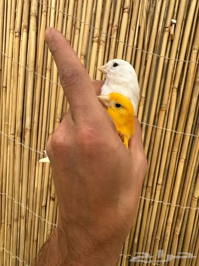 جوز كناري تم البيع 0