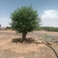 زيتون معمر 6