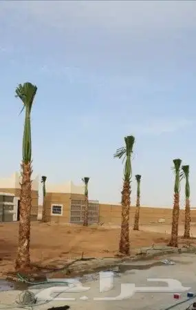 زيتون معمر 31