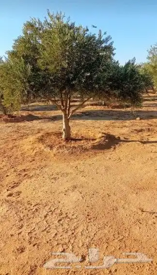 زيتون معمر 8