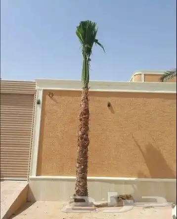 زيتون معمر 29