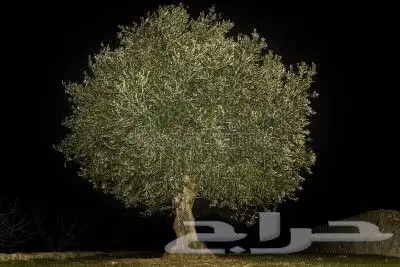 زيتون معمر 3