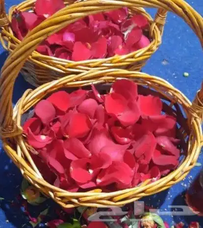 محل بيع الفل في الرياض 0