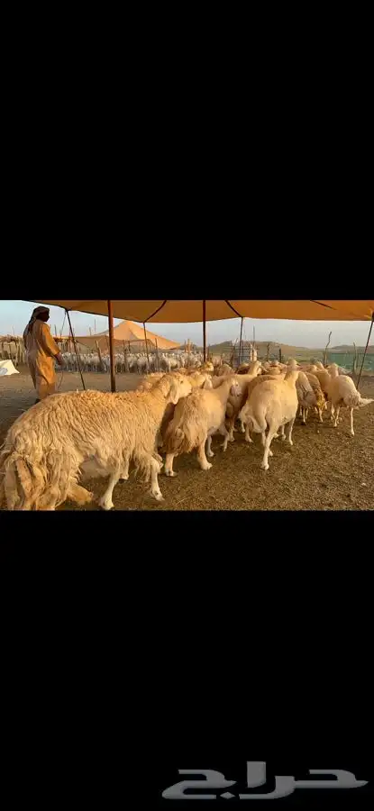 غنم حرية حرش قطعه وحده مراح طيب 37 0