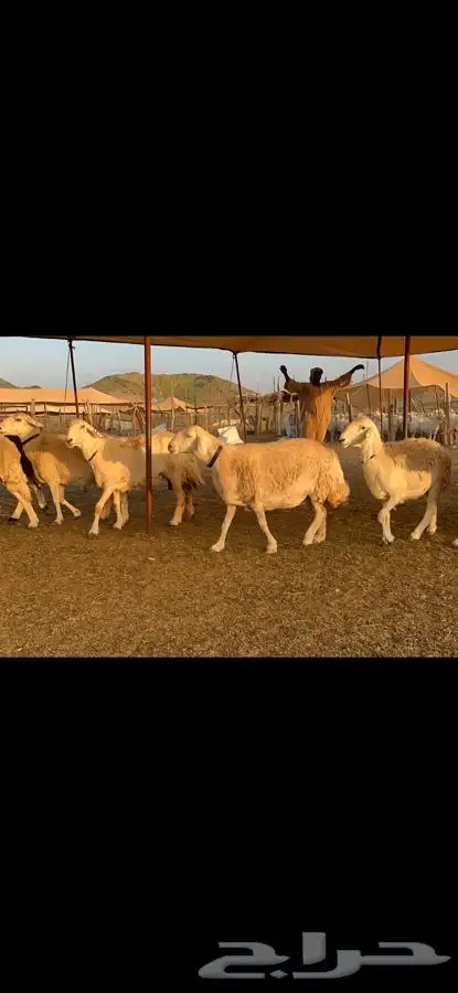 غنم حرية حرش قطعه وحده مراح طيب 37 7