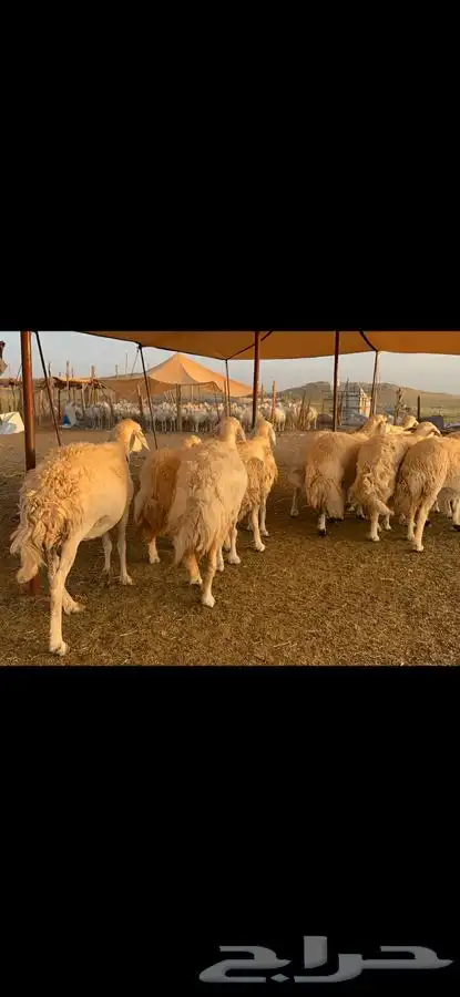 غنم حرية حرش قطعه وحده مراح طيب 37 6