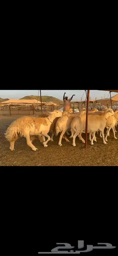 غنم حرية حرش قطعه وحده مراح طيب 37 3