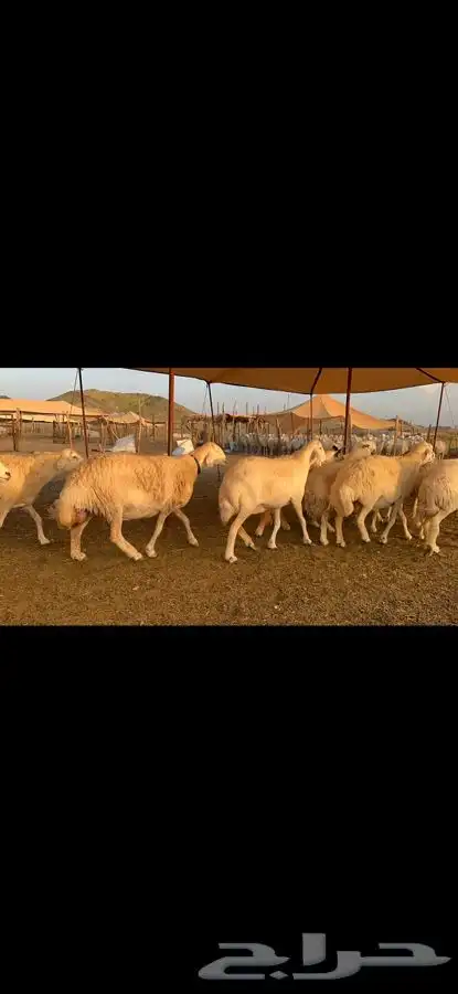 غنم حرية حرش قطعه وحده مراح طيب 37 4