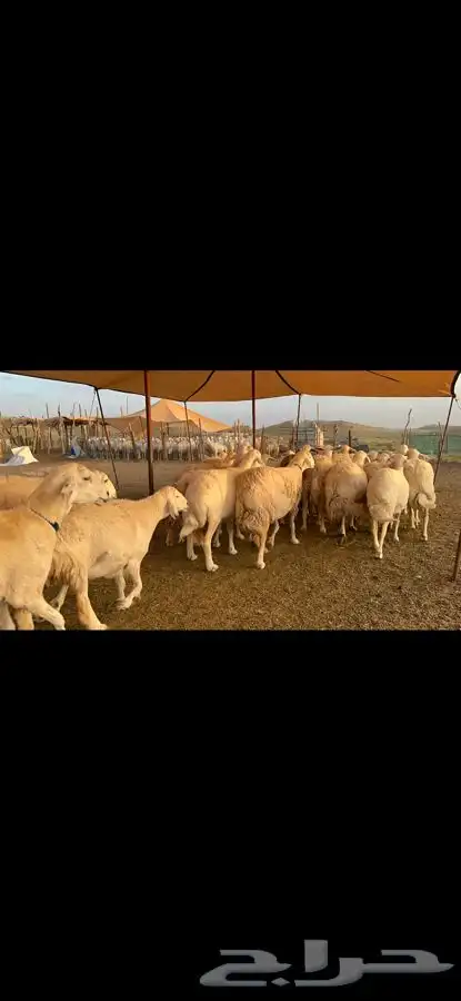 غنم حرية حرش قطعه وحده مراح طيب 37 1