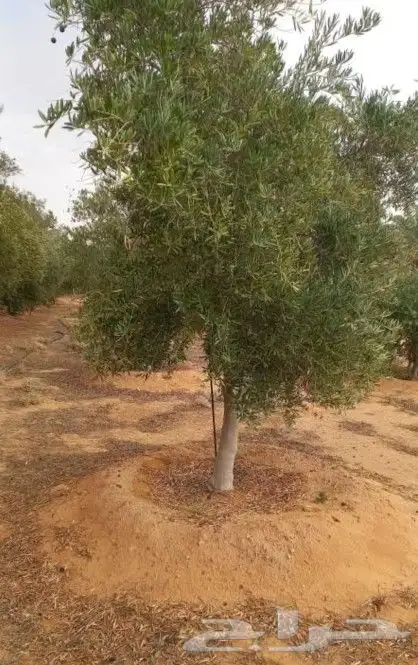زيتون معمر 9