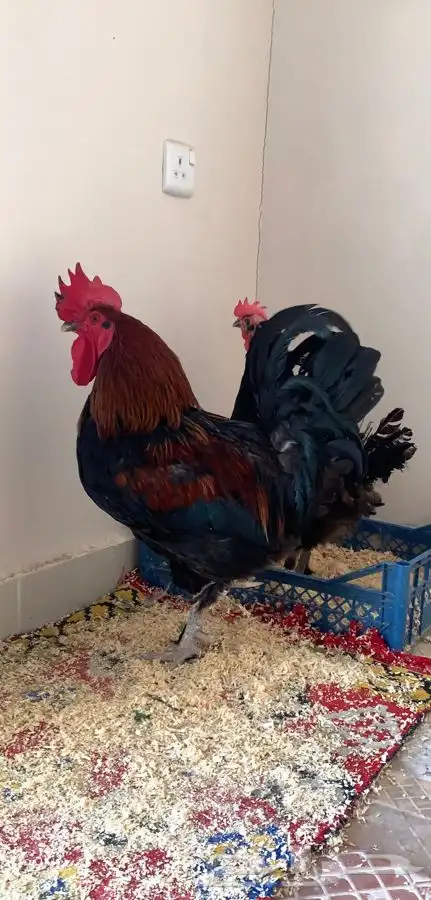 صوص دجاج الماران النادر   Black Cooper Marans 1