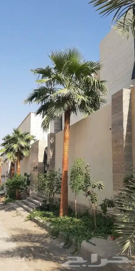 زيتون معمر 18