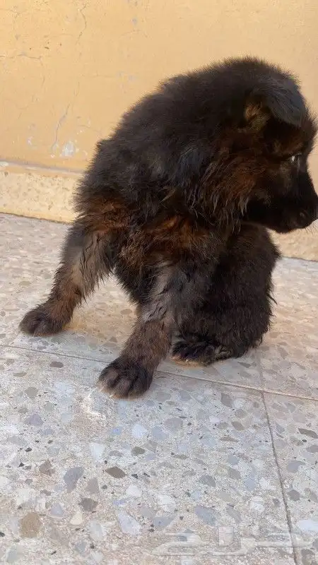 جرو جيرمن شيرد بلاك فيس ورك لين دم نقي للتبني برسوم مقبوله 0