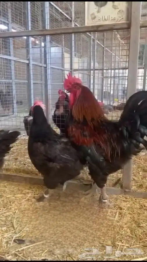 صوص دجاج الماران النادر   Black Cooper Marans 0