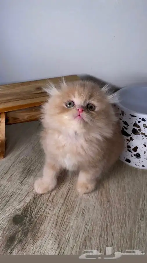 كيتن سكوتش فولد قطه قطوه بسه هملايا شيرازي انثى ذكر بيكي فيس 0