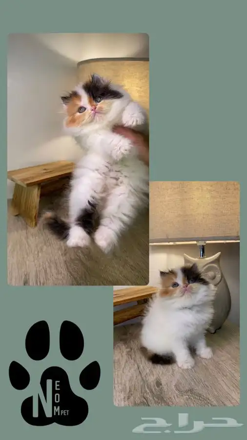 كيتن سكوتش فولد قطه قطوه بسه هملايا شيرازي انثى ذكر بيكي فيس 4