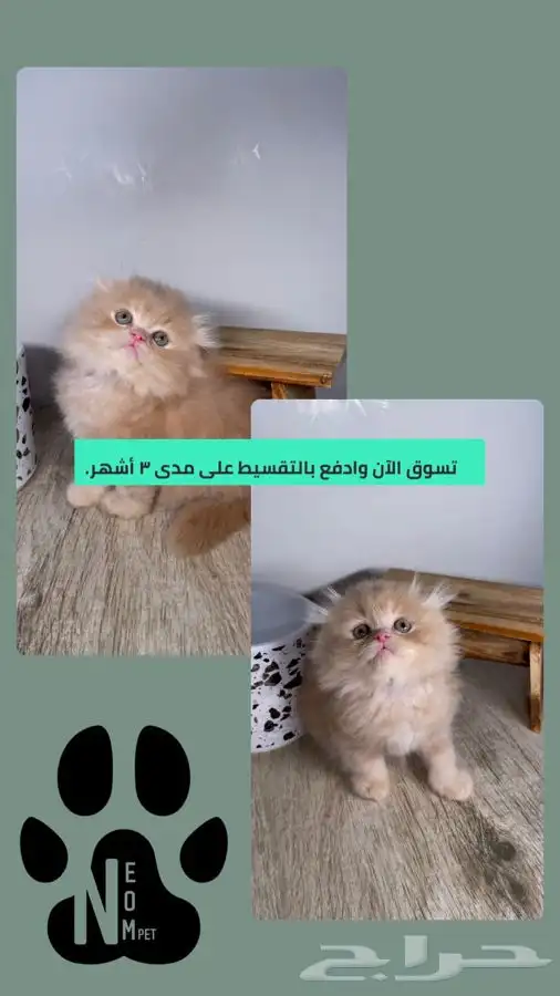 كيتن سكوتش فولد قطه قطوه بسه هملايا شيرازي انثى ذكر بيكي فيس 1