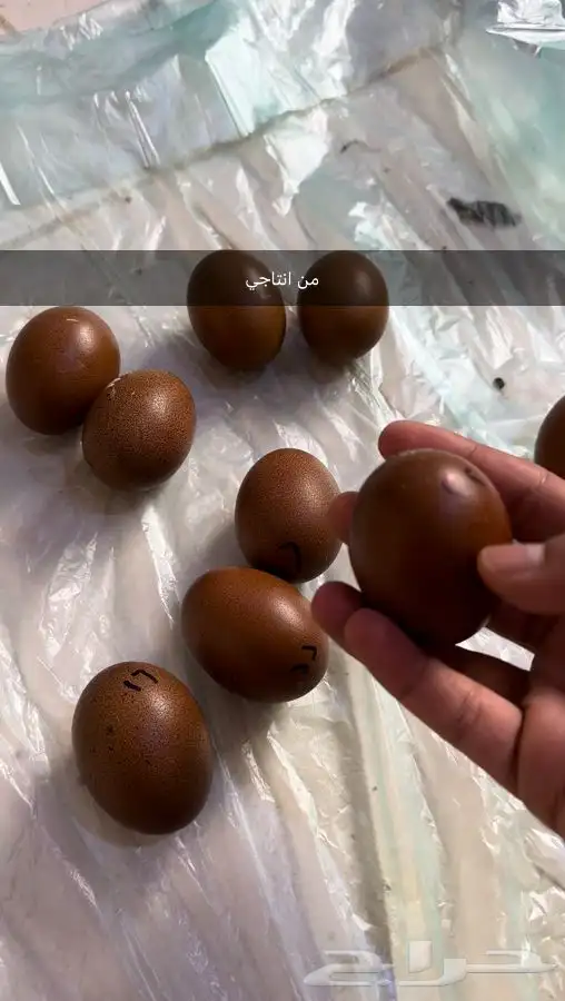 صوص دجاج الماران النادر   Black Cooper Marans 3