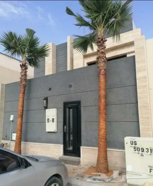 زيتون معمر 33