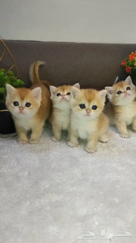 كيتن بريتش مستوى فاخر 1