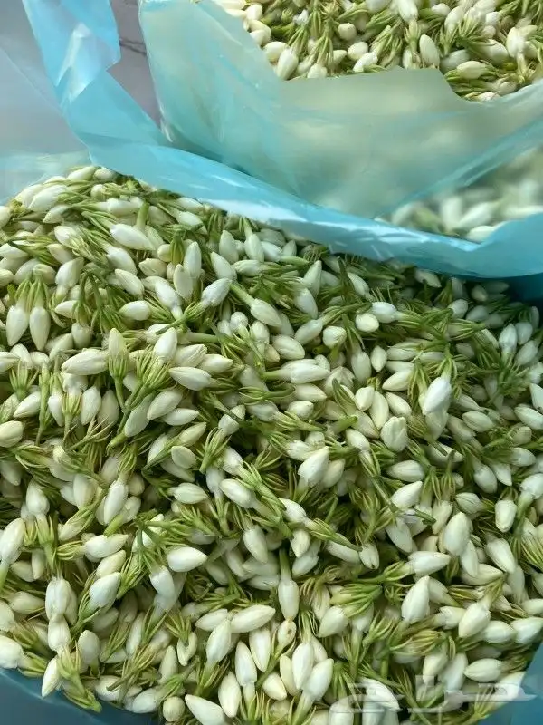 محل بيع الفل في الرياض 3