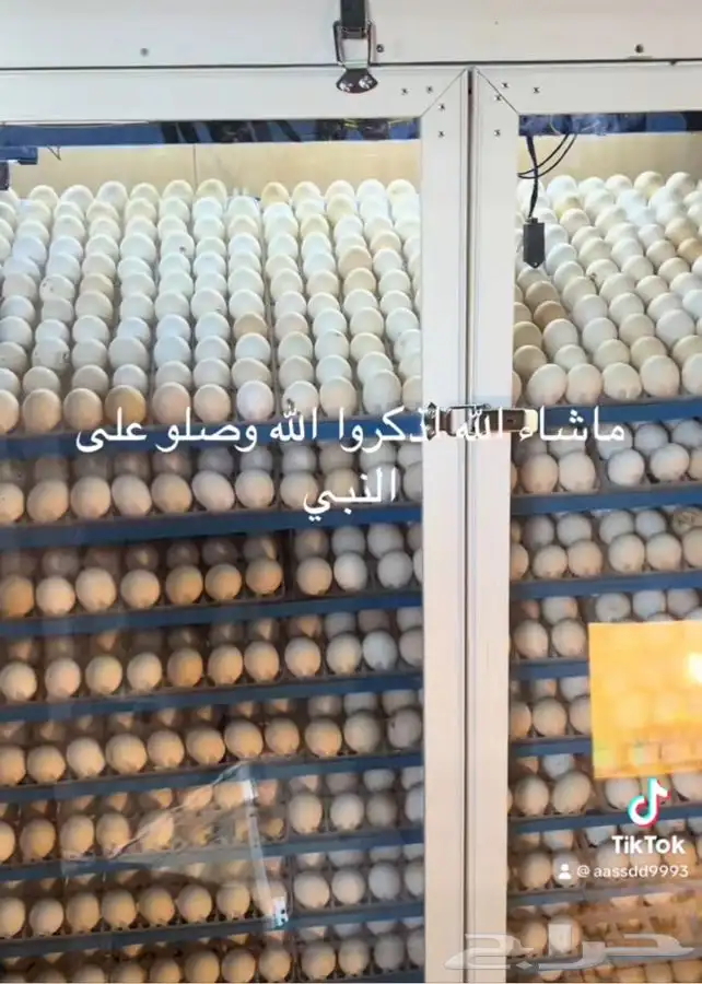 فقاسات الياسريه بنضام التبريد 10