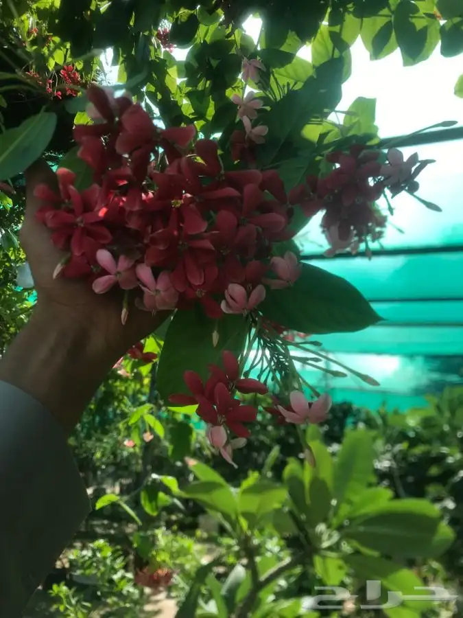 نبات ياسمين متسلق رائحه فواحه 3