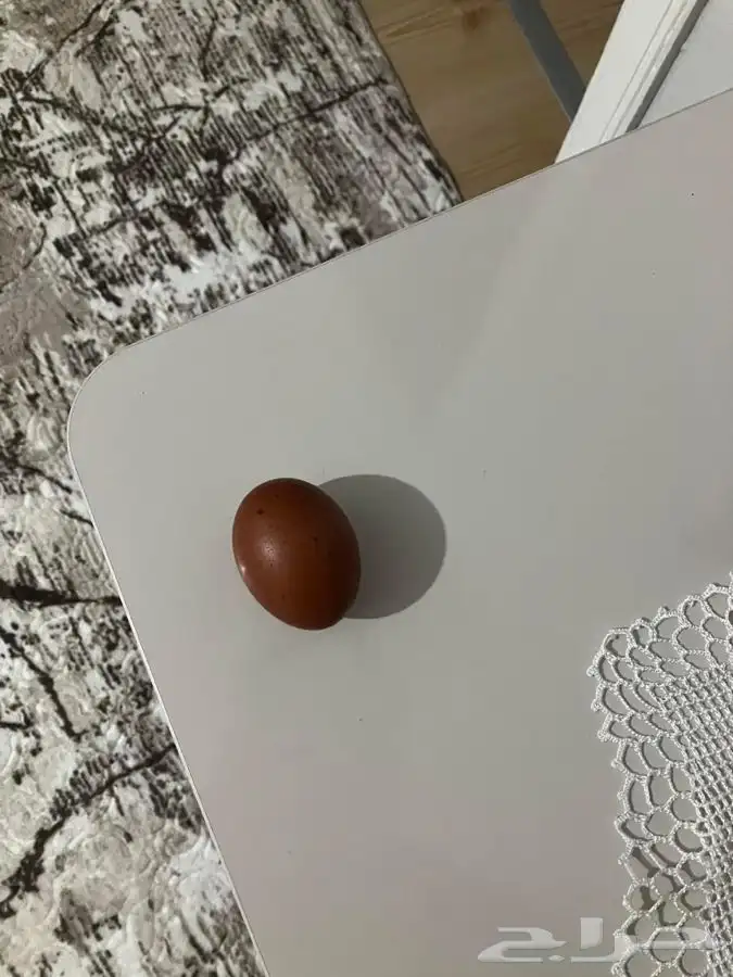 صوص دجاج الماران النادر   Black Cooper Marans 10