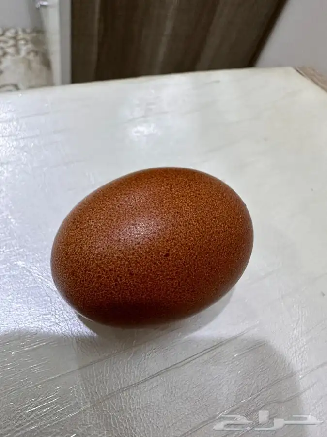 صوص دجاج الماران النادر   Black Cooper Marans 11