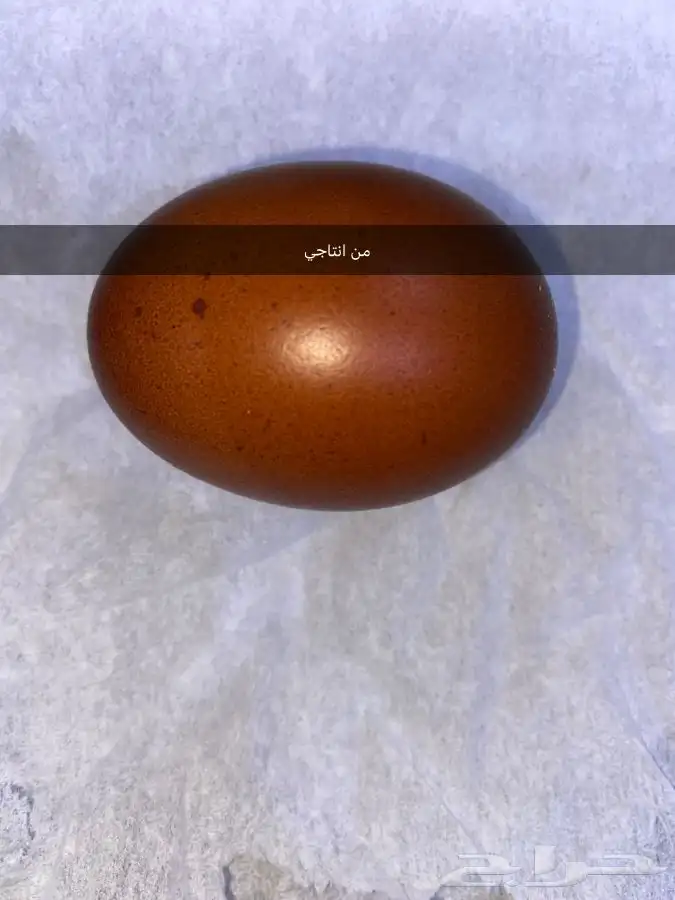 صوص دجاج الماران النادر   Black Cooper Marans 2