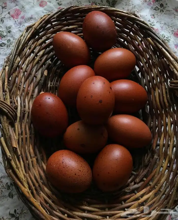 صوص دجاج الماران النادر   Black Cooper Marans 9