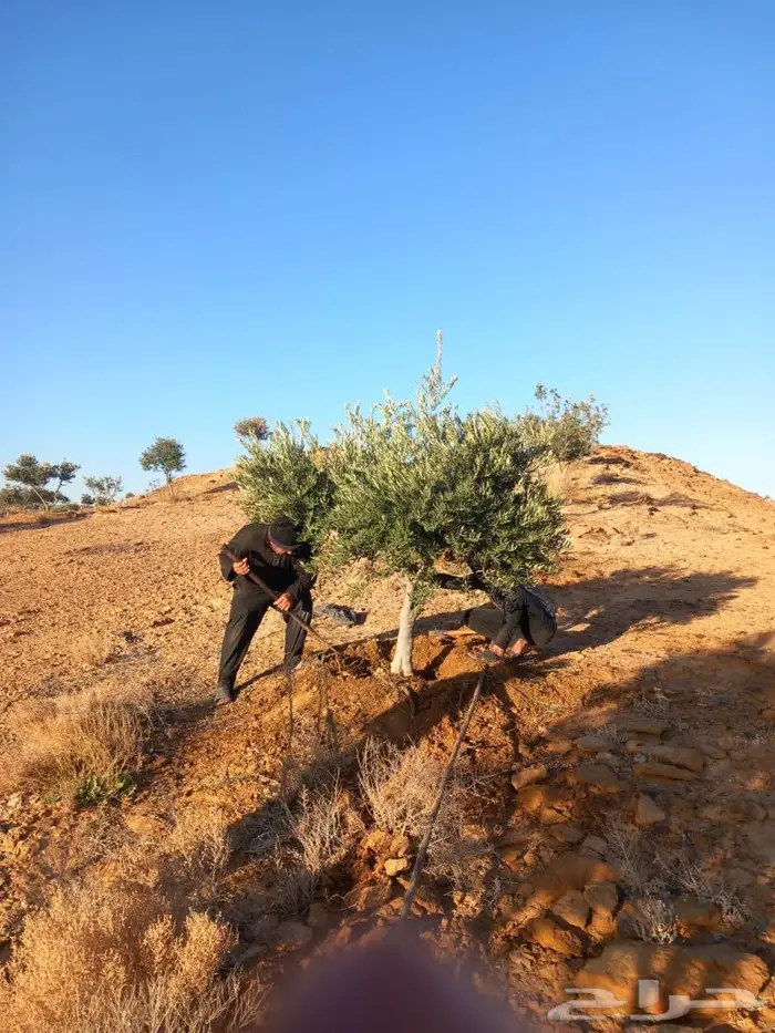 أشجار زيتون للبيع 1