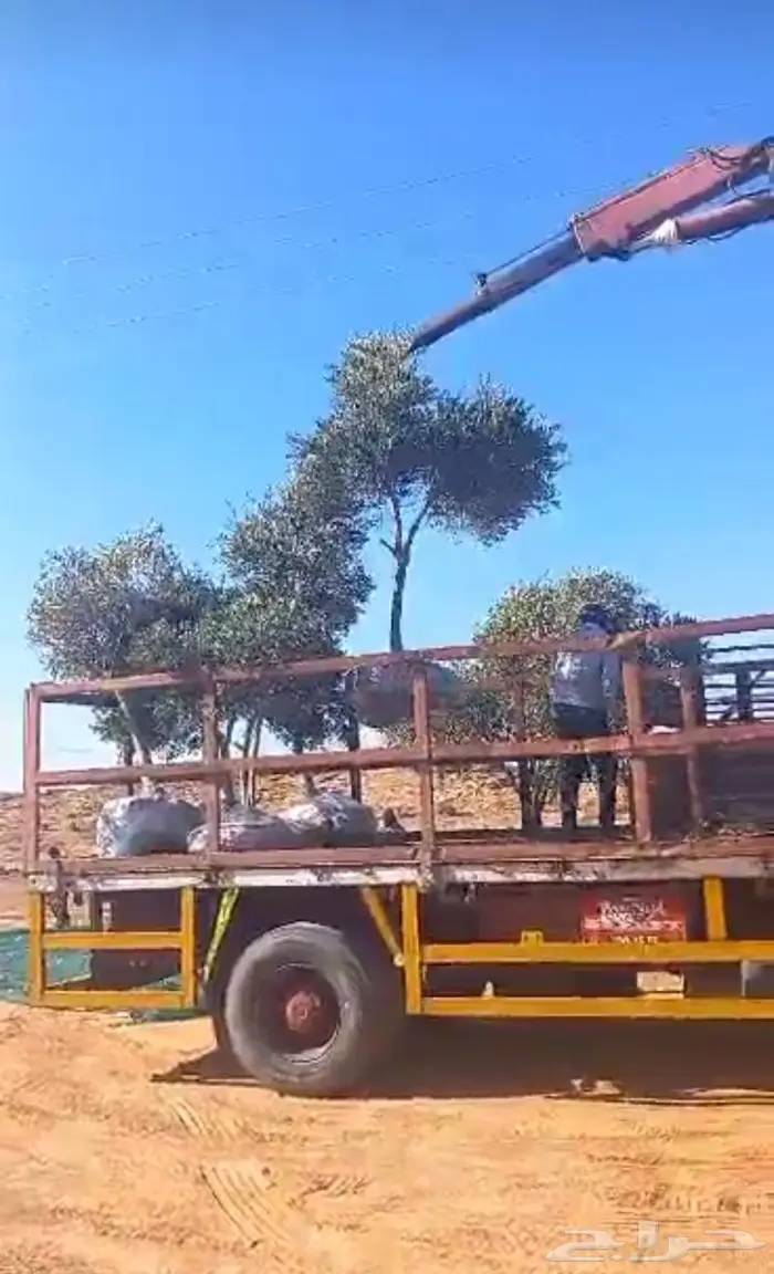 أشجار زيتون للبيع 0