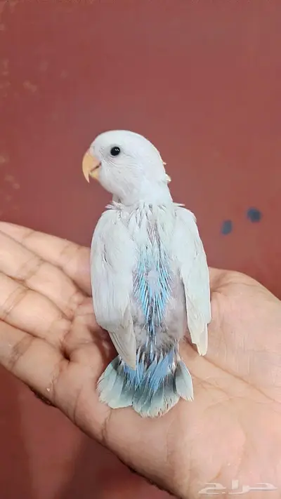 ذكر روز البينو وفروخ روز 0